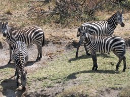 Bologonja_Seronera2009-8